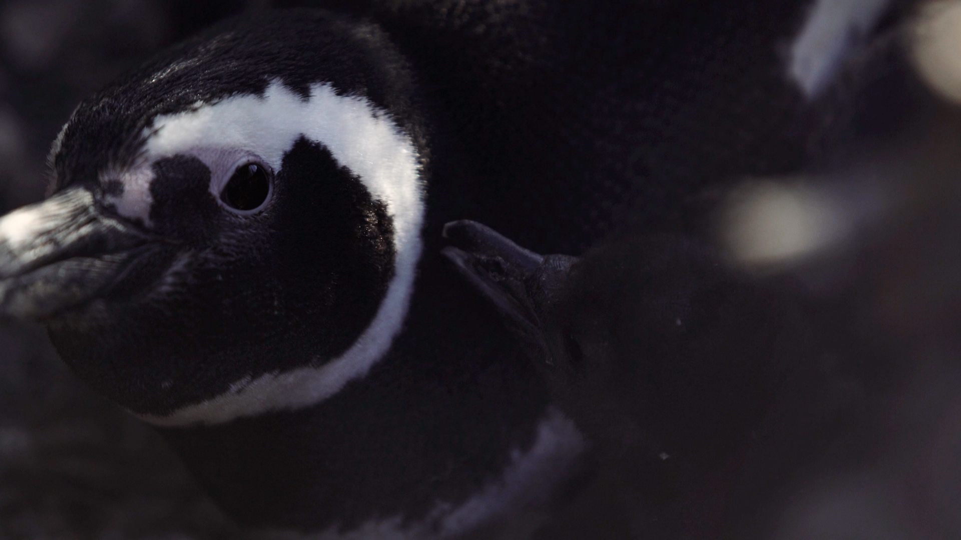 Preparan documental que narra la resiliencia del pingüino de Magallanes en la Patagonia