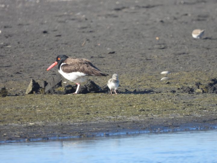 Seis polluelos de pilpilén lograron volar en el Humedal Río Maipo
