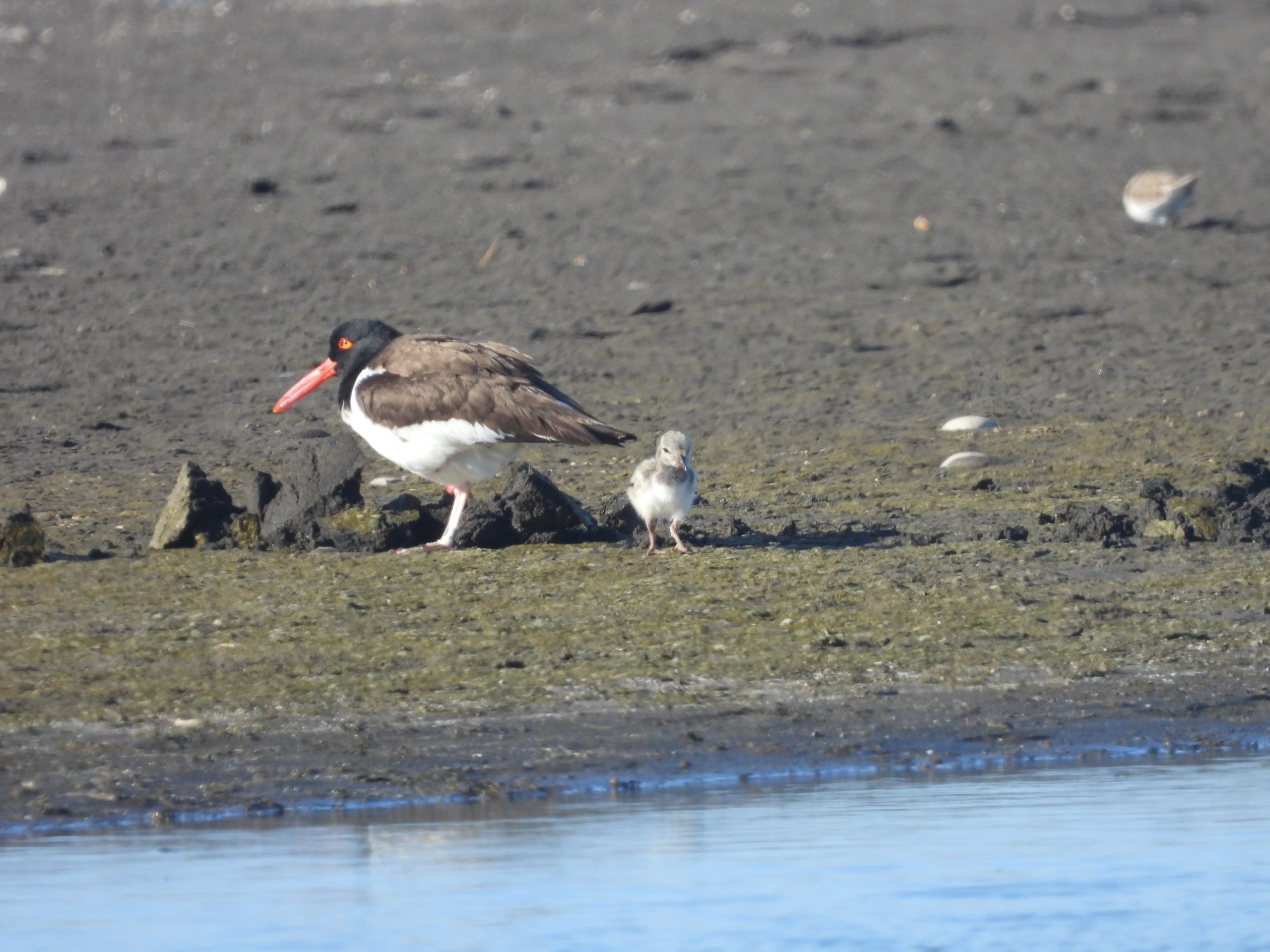 Seis polluelos de pilpilén lograron volar en el Humedal Río Maipo