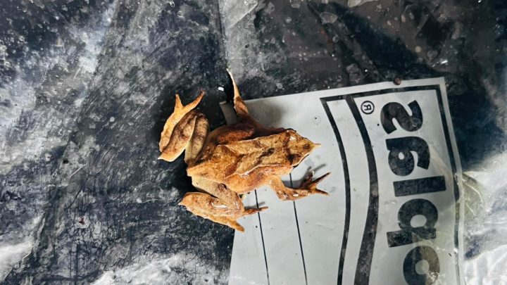Confirman primer hallazgo de la Ranita de Darwin en Reserva Mocho Choshuenco en Los Ríos