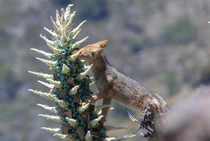 Zorro culpeo y el chagual: El sorprendente registro de un potencial nuevo polinizador