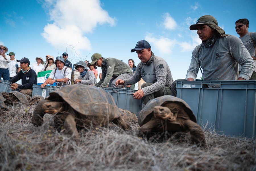 Tortugas gigantes vuelven a caminar en Galápagos tras 180 años