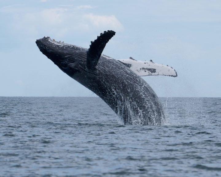 Chañaral de Aceituno se prepara para el Festival de la Ballena 2026: Se realizará el 19 de febrero