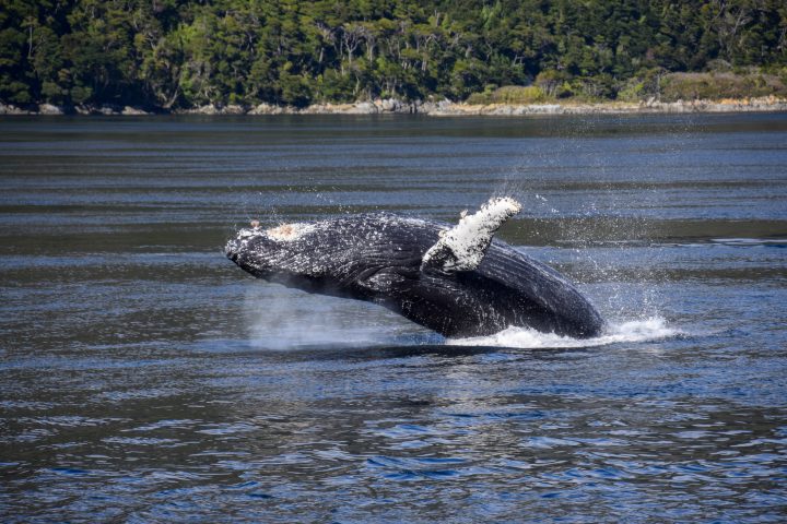 Recuperación de la ballena jorobada cambia su comportamiento reproductivo