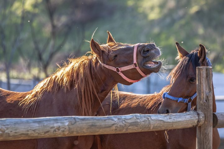 La ciencia del relincho: Caballos 
