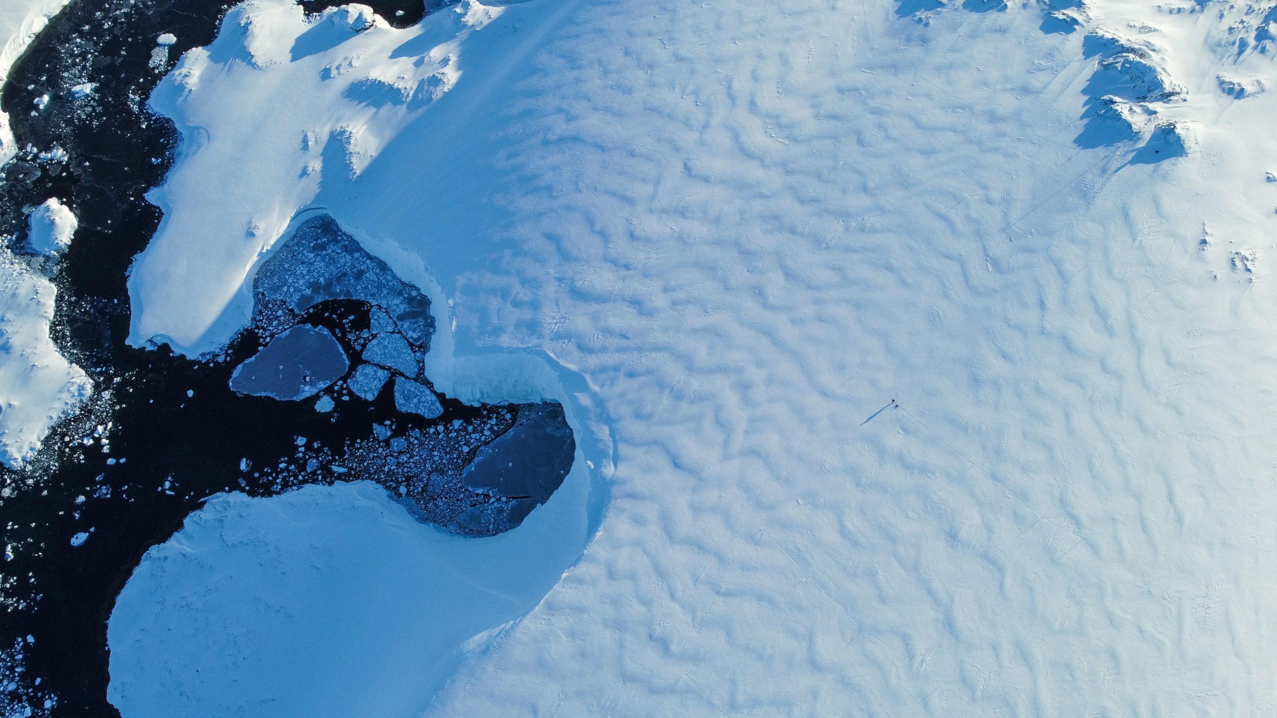 Científicas buscan estudiar el impacto del cambio climático en la flora polar antártica