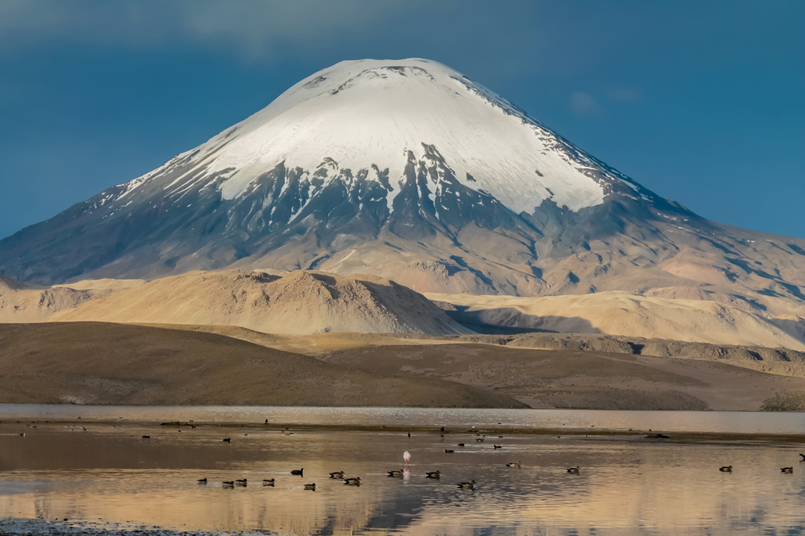 Lago Chungará: CONAF logra 90% de remoción del contaminante y mantiene un monitoreo de la fauna