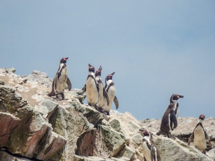 Pingüino de Humboldt es declarado Monumento Natural: Consejo de Ministros aprueba protección reforzada