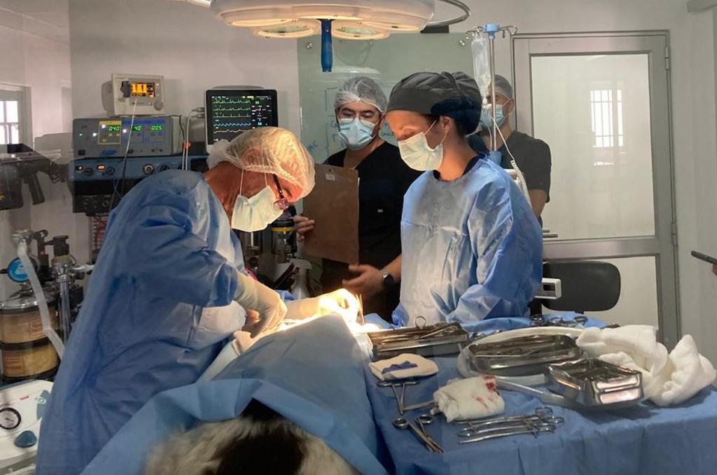 Especialistas advierten sobre los riesgos de la anestesia en animales de compañía