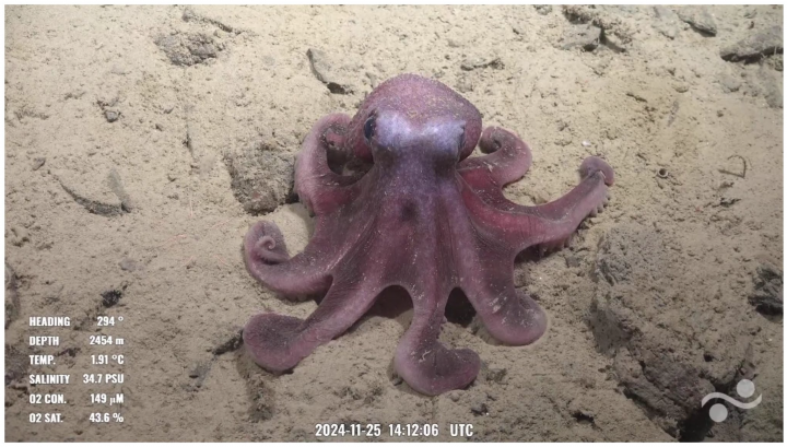 Bautizan a nueva especie de pulpo en honor a científico chileno Javier Sellanes