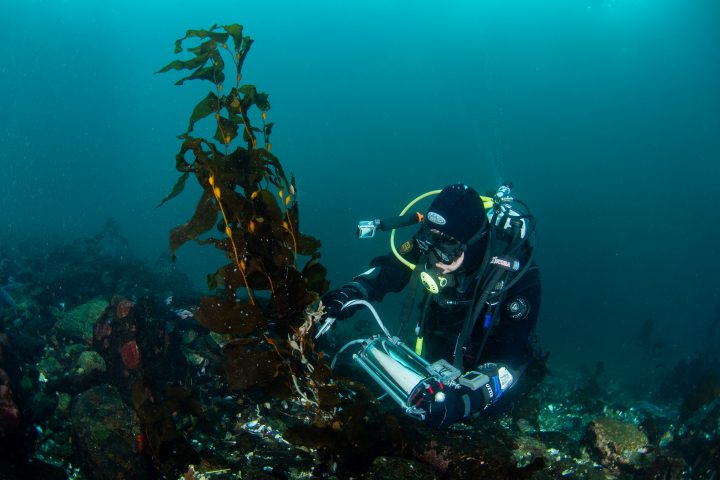 Estudio revela adaptación del huiro gigante al cambio climático en la Patagonia