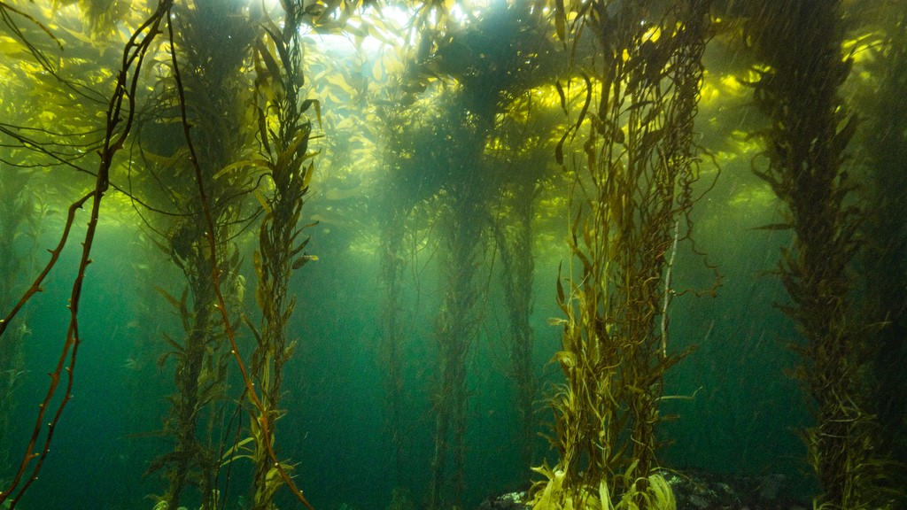 Investigadores desarrollan bebidas probióticas a partir de macroalgas de las costas de Valparaíso