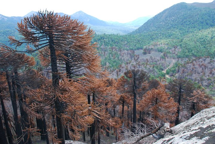 Científicos desarrollan árboles más resistentes para enfrentar incendios forestales