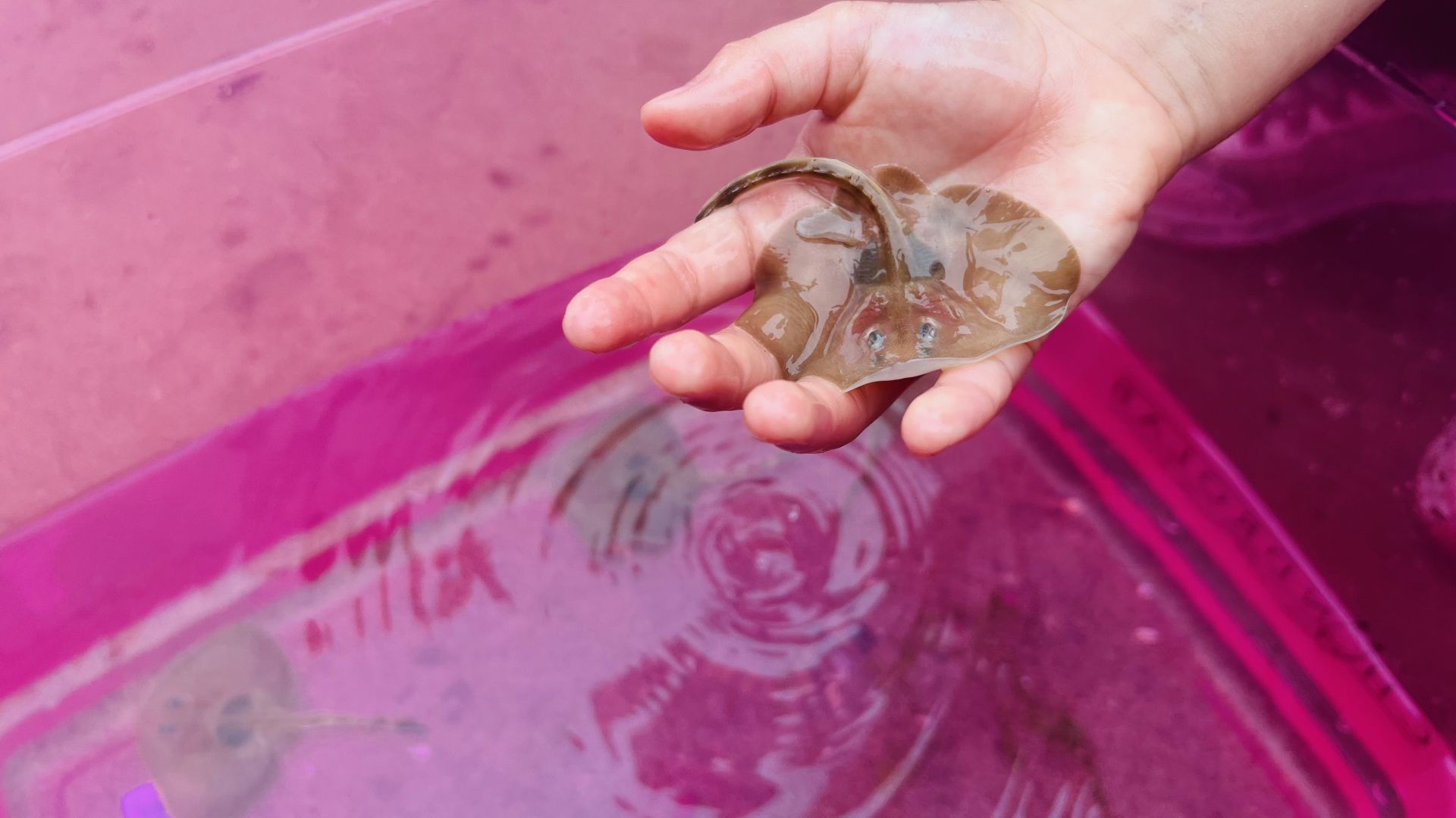 Programa de conservación busca devolver a su hábitat natural a tiburones, quimeras y rayas