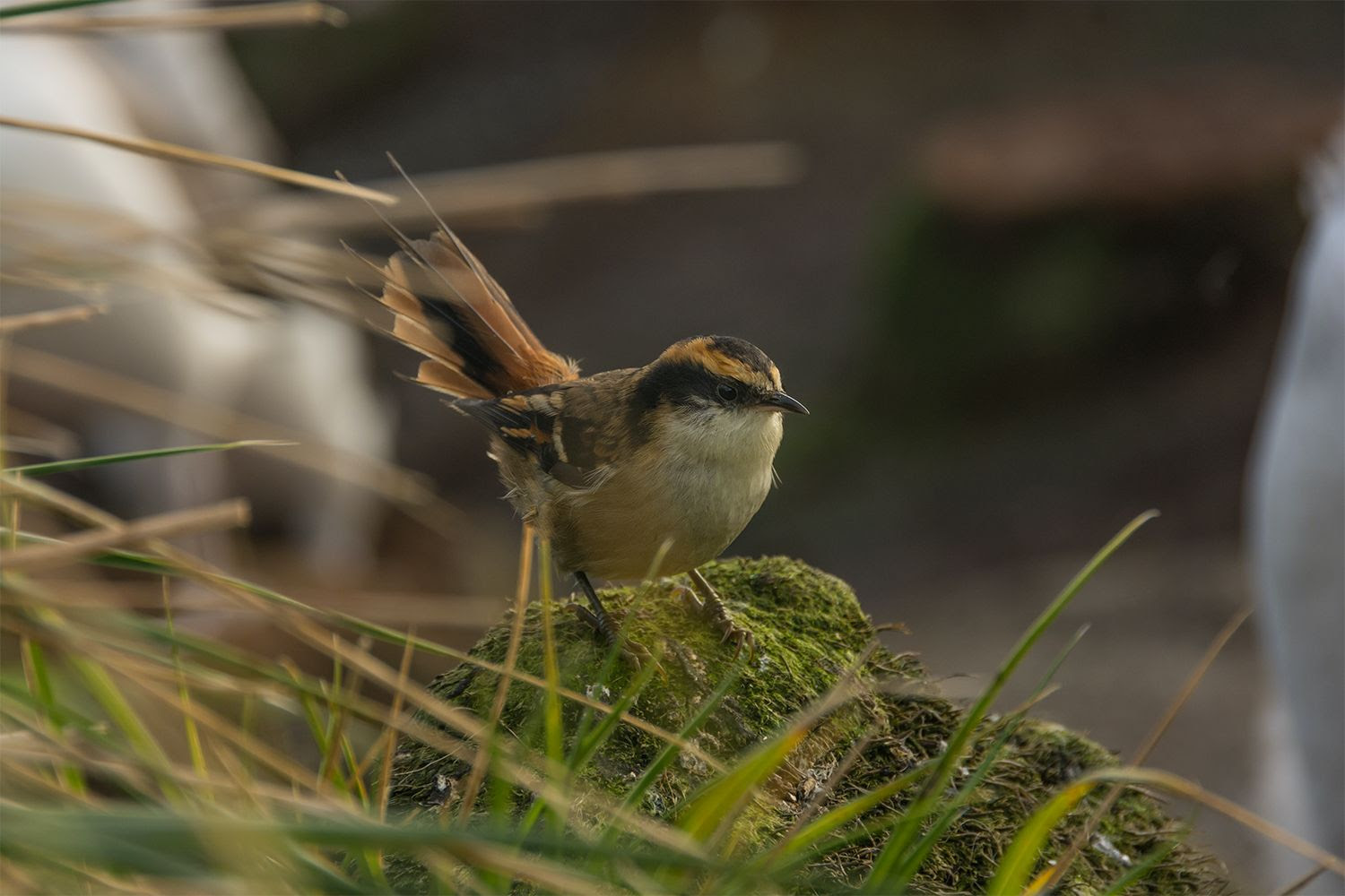 Científicos proponen incluir al rayadito subantártico en el listado nacional de especies protegidas
