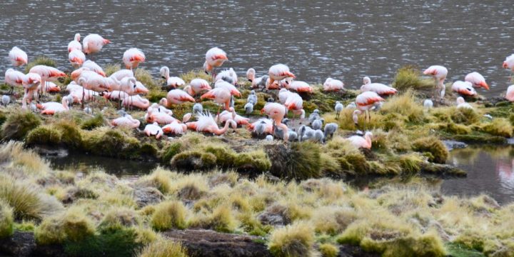 Flamencos chilenos vuelven a nidificar tras 33 años en el Parque Nacional Lauca