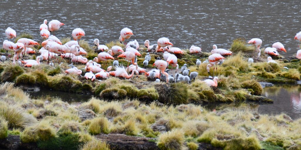 Flamencos chilenos vuelven a nidificar tras 33 años en el Parque Nacional Lauca