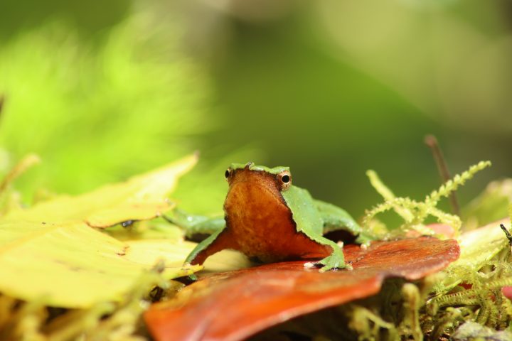 Plataforma busca monitorear la fauna silvestre con inteligencia artificial y ciencia ciudadana