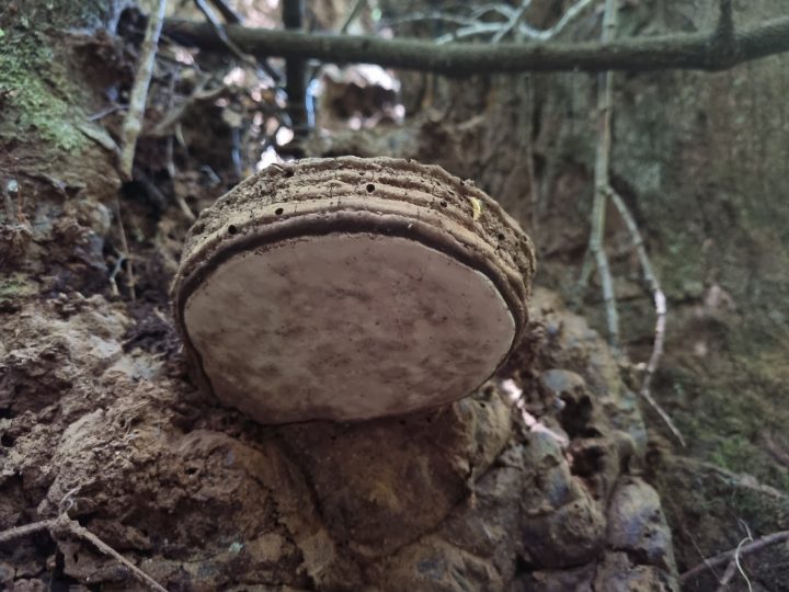 Científicos desarrollan extracto de hongo para fortalecer el sistema inmune de las abejas
