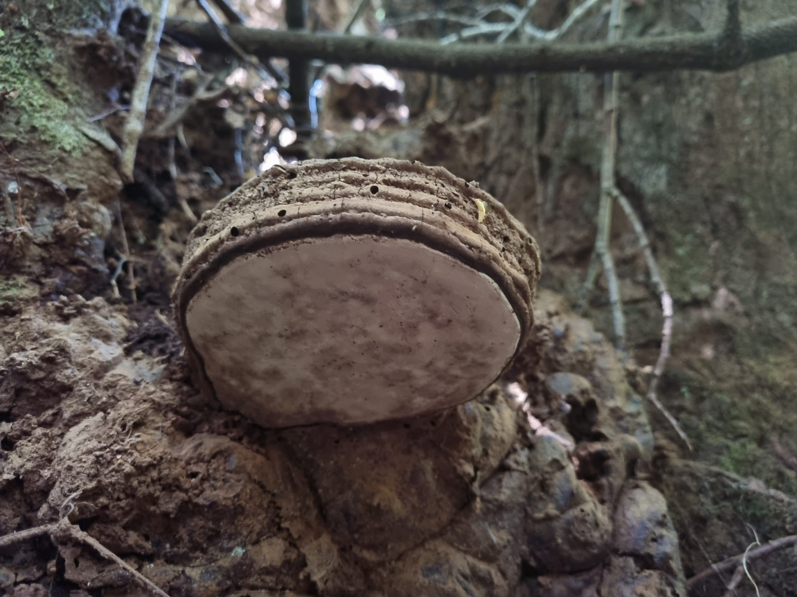 Científicos desarrollan extracto de hongo para fortalecer el sistema inmune de las abejas