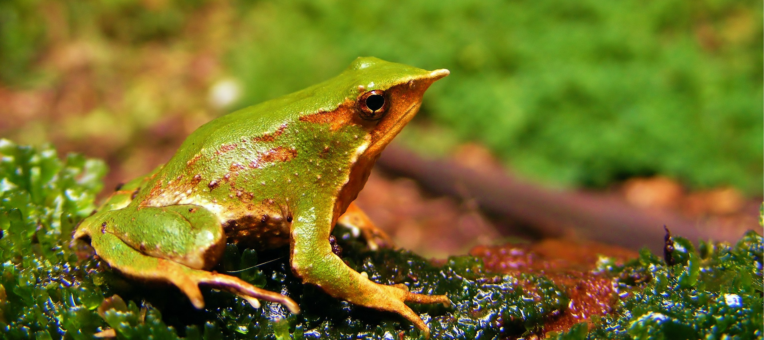 Tras retiro de decretos ambientales: Contraloría aprueba plan para proteger la Ranita de Darwin