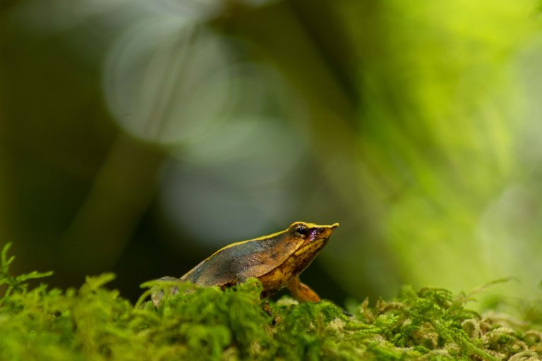 Comunidad científica reacciona al retiro de 43 decretos ambientales: 