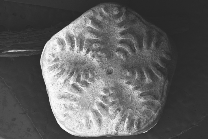 Fósiles antárticos revelan que los lirios de mar sobrevivieron a la extinción de los dinosaurios