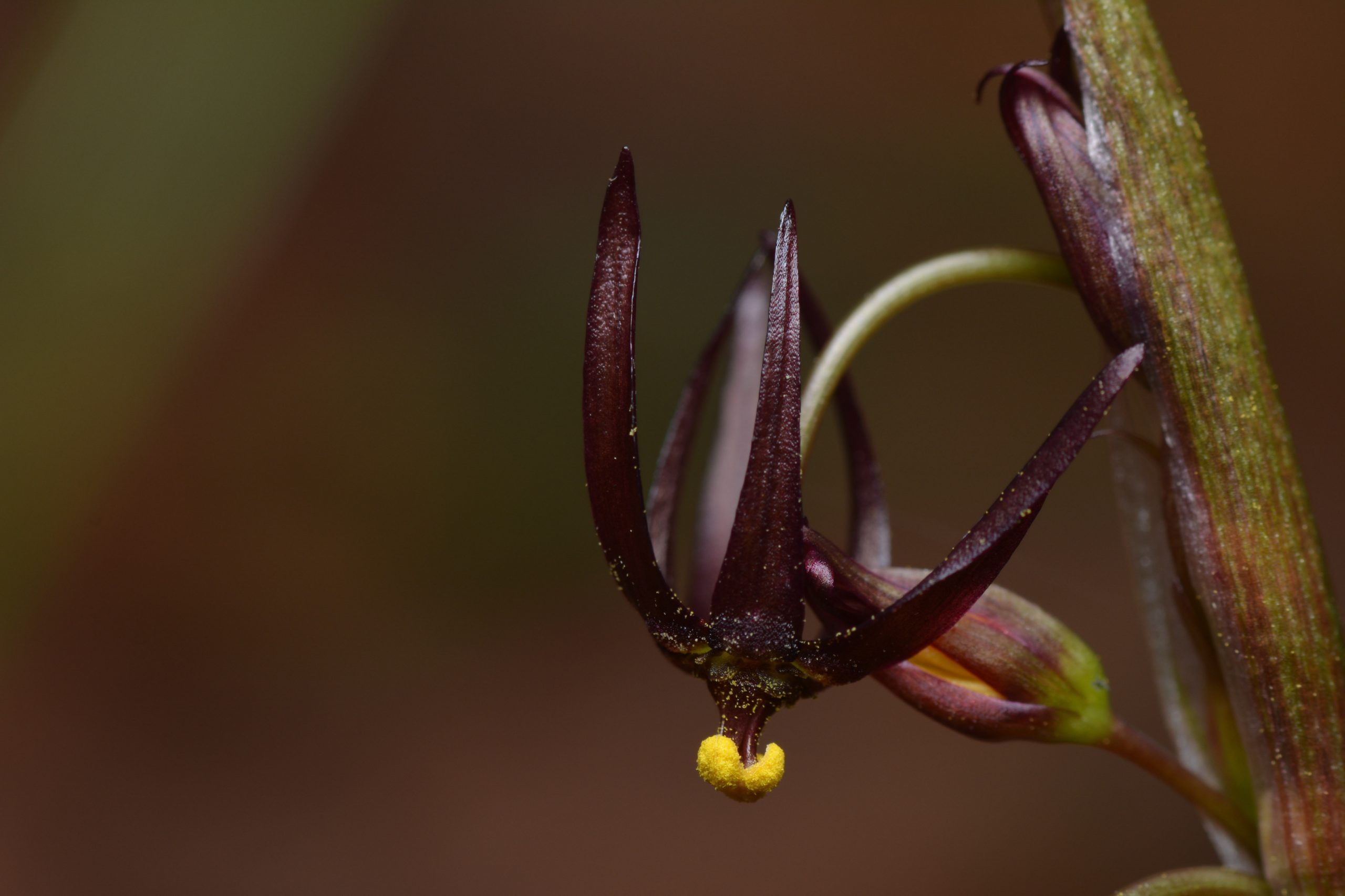 De los cerros al laboratorio: La travesía para descubrir cuatro nuevas plantas en Chile
