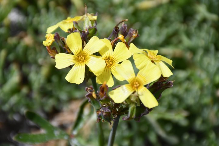 Investigadores descubrieron nueva especie de suculenta en el Desierto Florido 2025