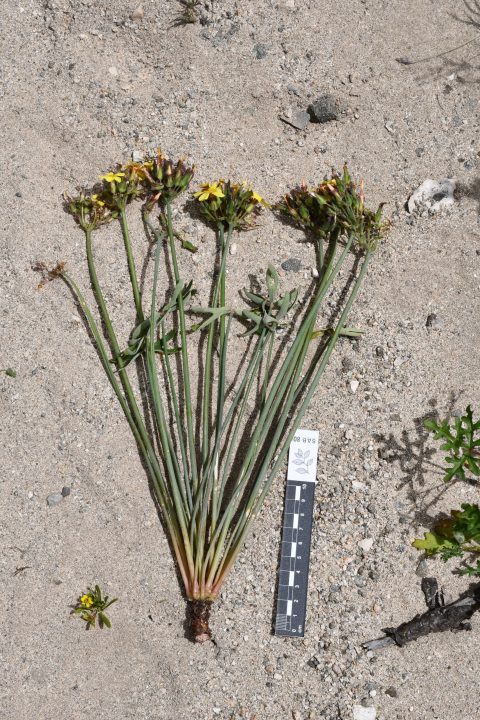 Créditos: Arón Cádiz-Véliz