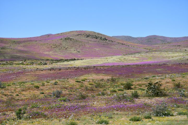 Créditos: Arón Cádiz-Véliz