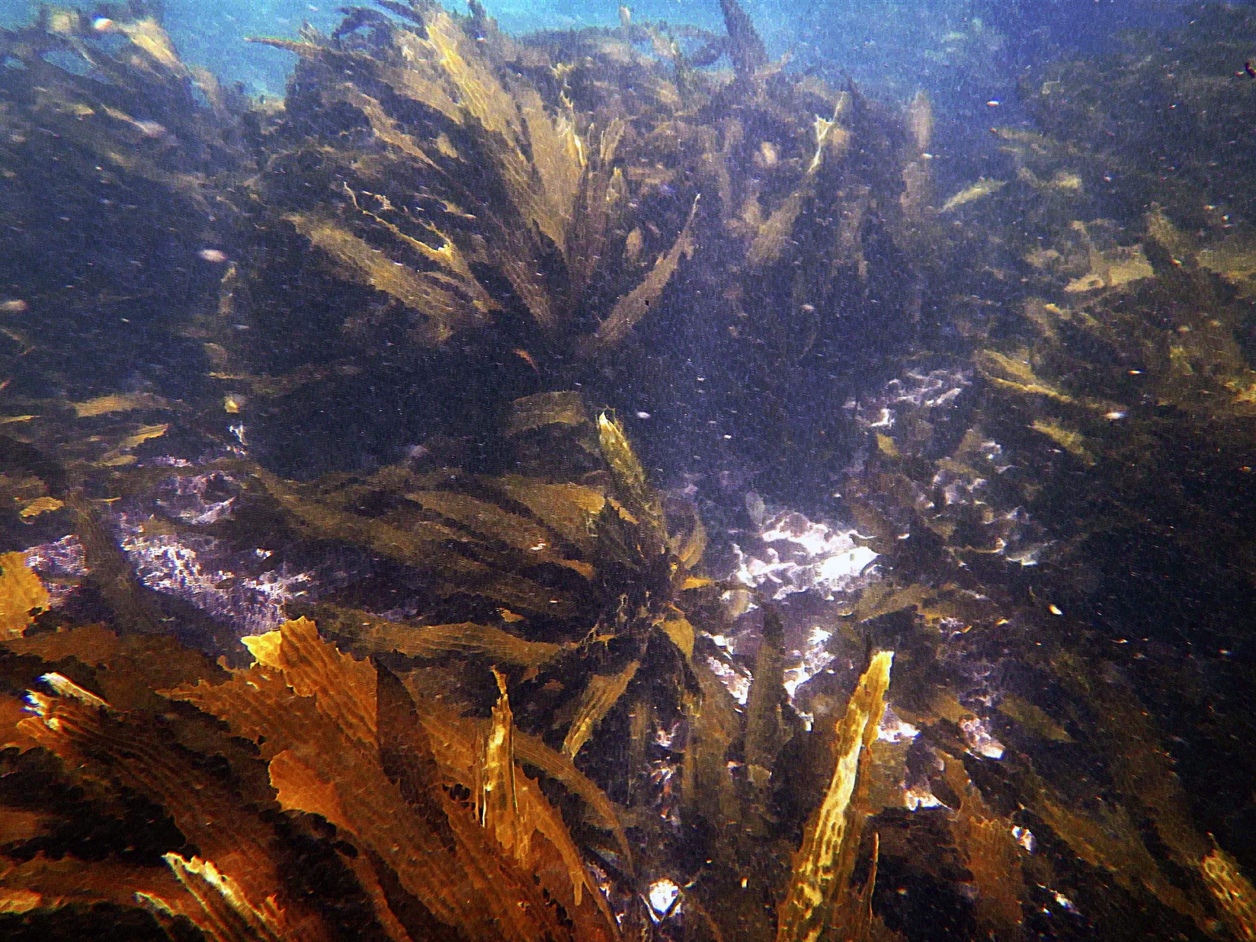Bosques de kelp: Estudio identifica linaje genético único en las Islas Desventuradas