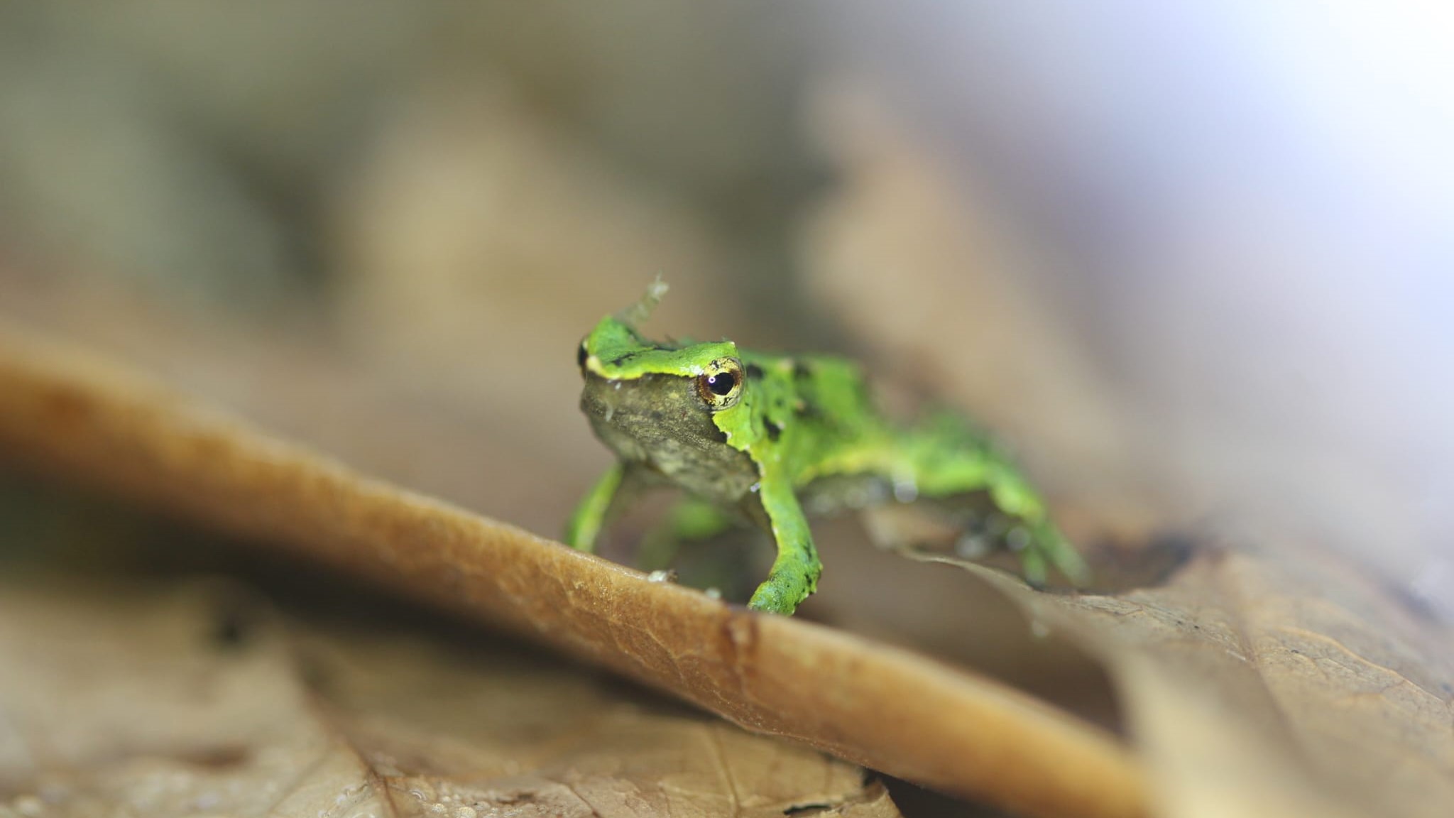 Ranita de Darwin: La increíble historia de su viaje a Londres para salvarlas de la extinción