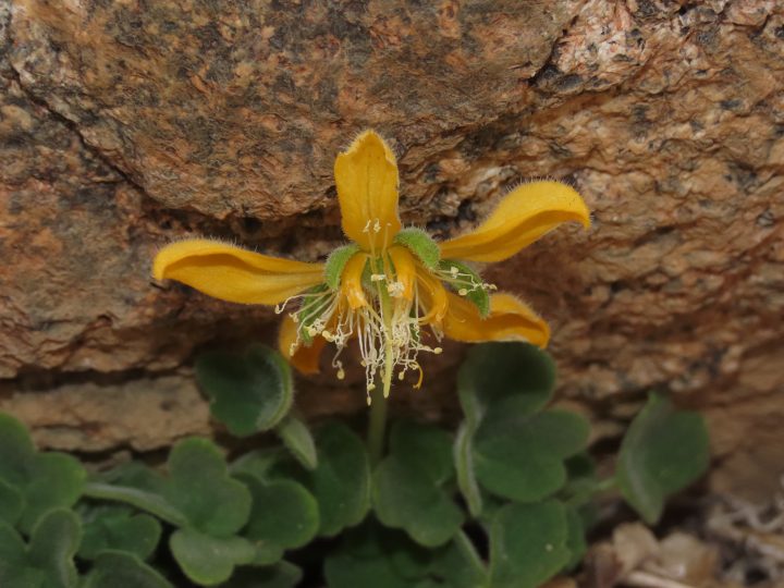 Muestras de hace más de 60 años permitieron descubrir una nueva especie de flor en las montañas de Coquimbo