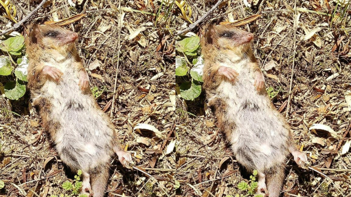 Confirman el registro más austral del monito del monte en la Región de Aysén