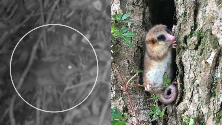 Confirman presencia del monito del monte en el Parque Nacional Queulat