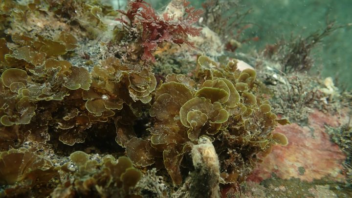 Registran por primera vez la 