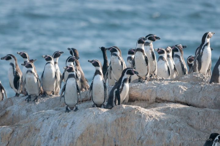 Gobierno retira 43 decretos de Contraloría: Se frena creación de áreas protegidas y protección del pingüino de Humboldt