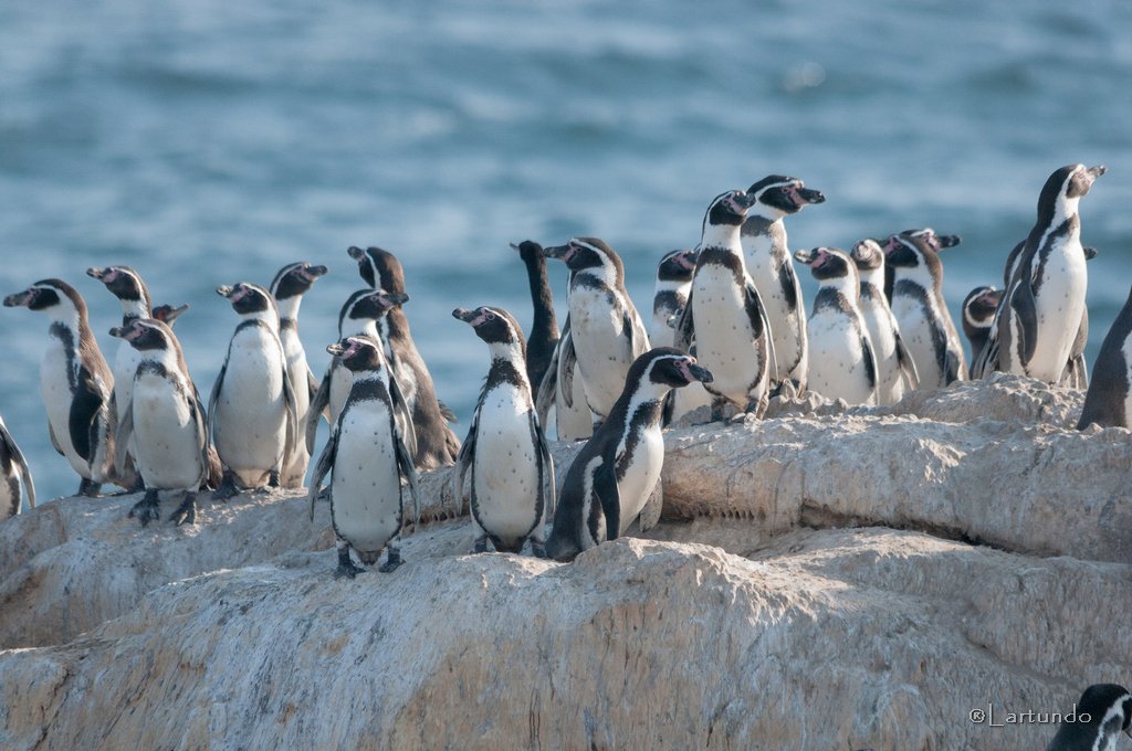 Gobierno retira 43 decretos de Contraloría: Se frena creación de áreas protegidas y protección del pingüino de Humboldt