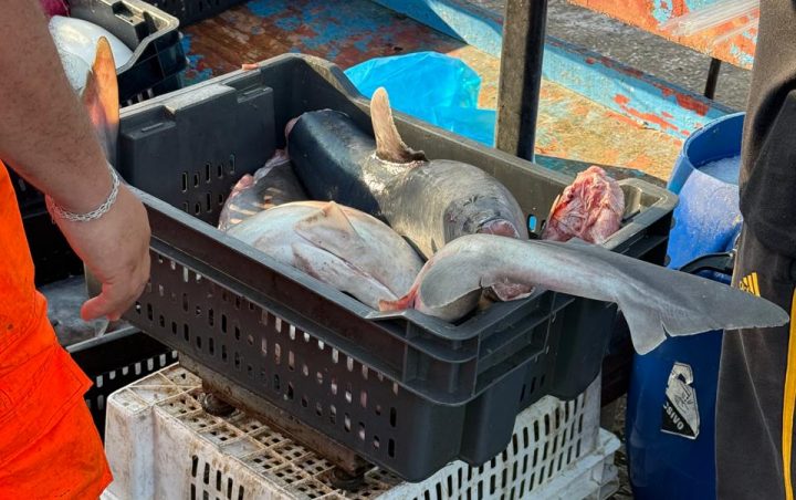 El 80% de los “tollos” comercializados en el norte de Chile son tiburones juveniles en peligro de extinción