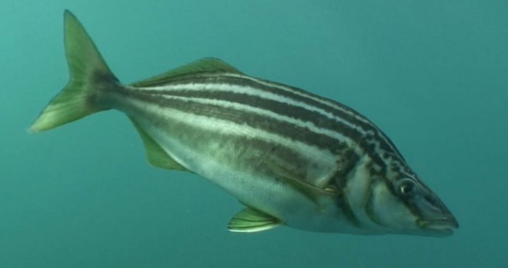 Detectan pez australiano en Coquimbo mediante técnica de ADN ambiental