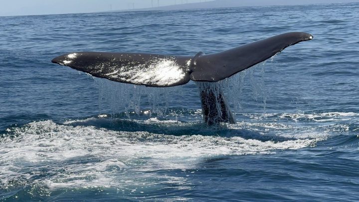 En Chañaral de Aceituno: Logran por primera vez el marcaje satelital de cachalotes en el Pacífico Suroriental