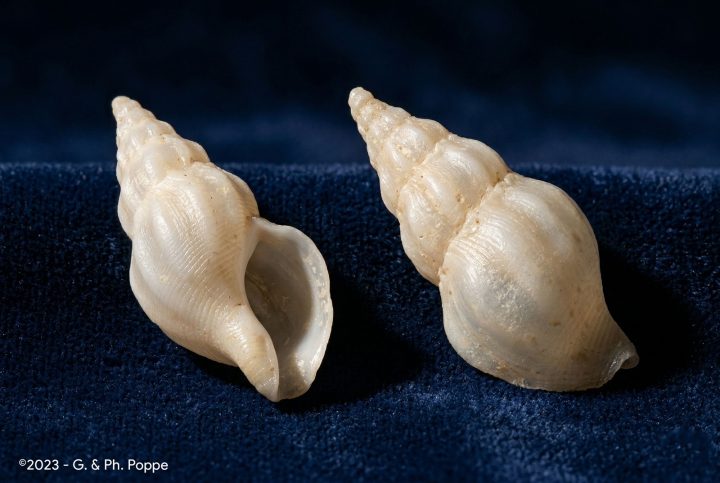 Bautizan nueva especie de caracol marino en honor a investigador chileno