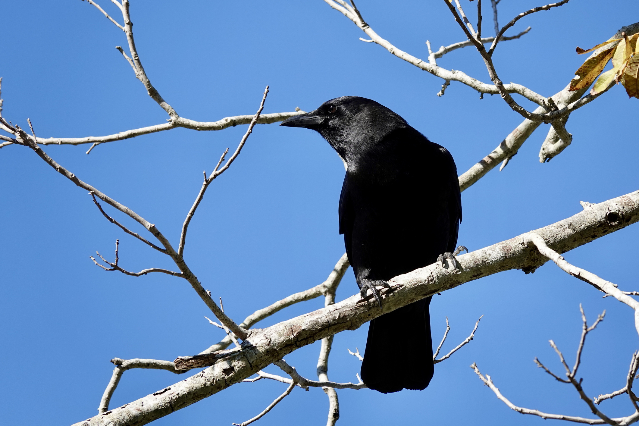 Cuervos memorizan dónde cazan los lobos y llegan antes a la presa