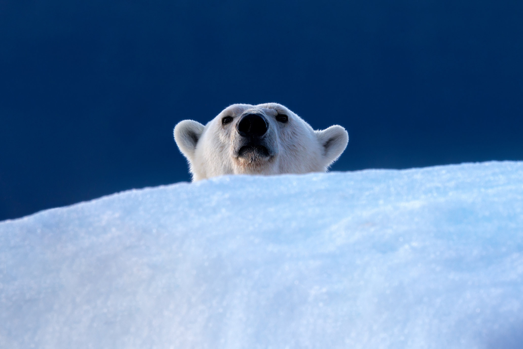 Osos polares cambian su dieta para enfrentar la pérdida de hielo marino