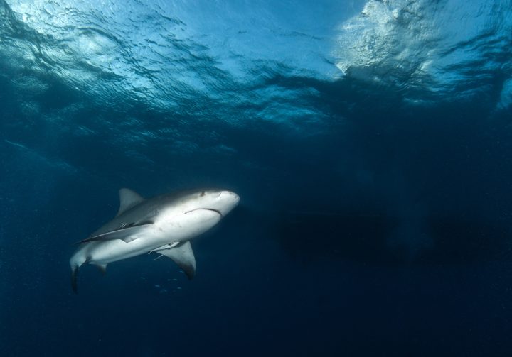 Tiburones toro no son solitarios: Eligen con quién relacionarse