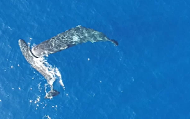 El mito de Moby Dick es real: Filman por primera vez a cachalotes dándose cabezazos