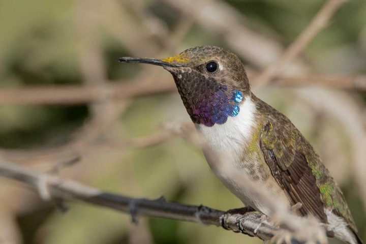 Estudio advierte pérdida de hábitat del picaflor de Arica por expansión agrícola