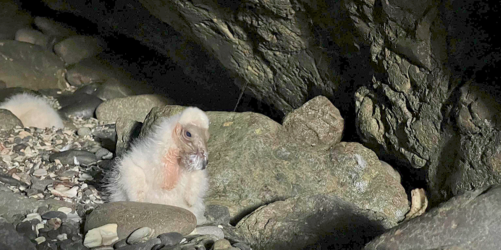 Registran nacimientos de aves en el Monumento Natural La Portada de Antofagasta