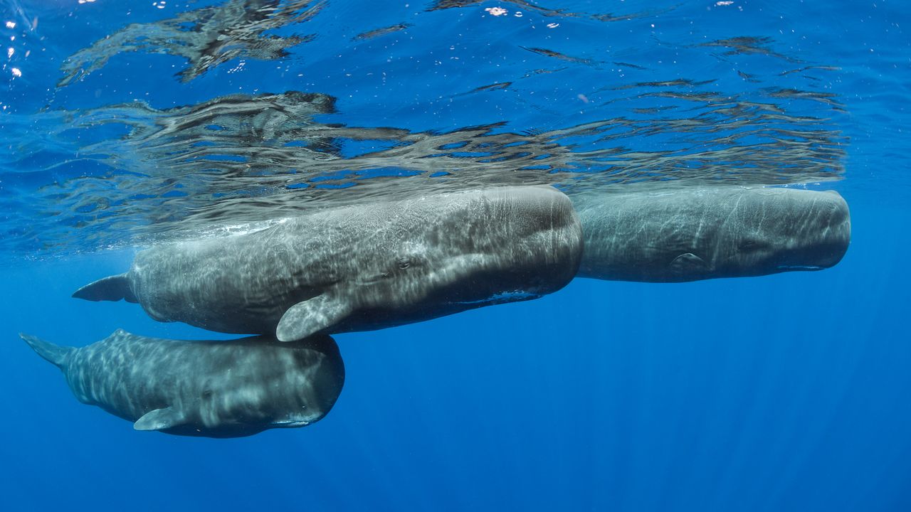 Estudio revela que los cachalotes en estado salvaje asisten colectivamente los partos